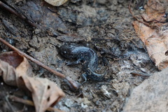 Ambystoma talpoideum