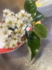 Olearia arborescens
