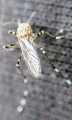 Aedes alboannulatus