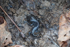 Ambystoma talpoideum