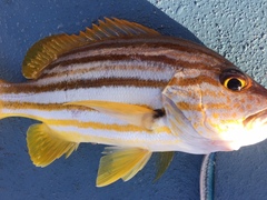 Lutjanus carponotatus