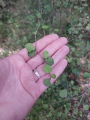 Streblus heterophyllus