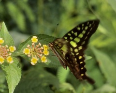 Graphium agamemnon