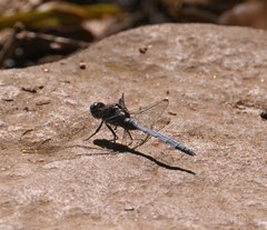 Orthetrum julia