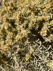 Atriplex canescens laciniata