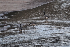 Branta canadensis