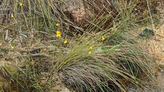 Utricularia juncea