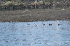 Branta canadensis