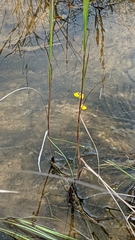 Utricularia juncea