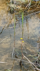 Utricularia juncea