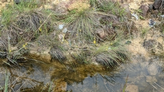Utricularia juncea