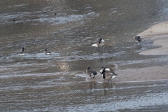 Branta canadensis