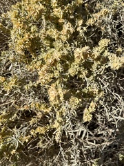 Atriplex canescens laciniata
