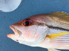 Lutjanus vitta