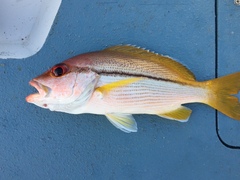 Lutjanus vitta