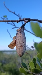 Rothschildia cinctus