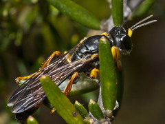 Crabroninae