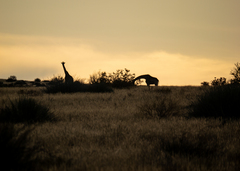 Giraffa camelopardalis
