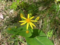 Senecio velleioides
