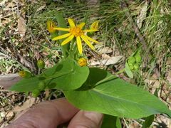 Senecio velleioides