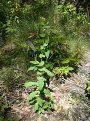 Senecio velleioides