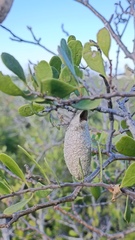 Rothschildia cinctus