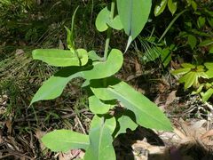 Senecio velleioides