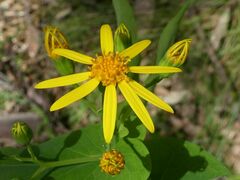 Senecio velleioides