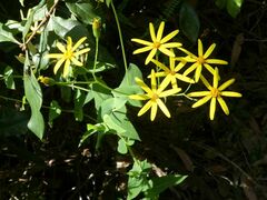 Senecio velleioides