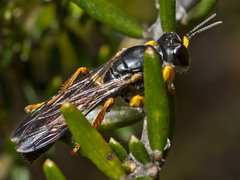 Crabroninae