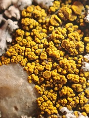 Candelariella rosulans