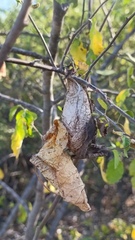 Rothschildia cinctus