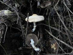 Psathyrella