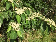 Commersonia bartramia