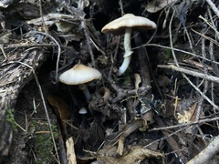 Psathyrella