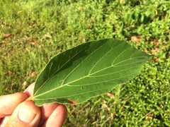 Commersonia bartramia