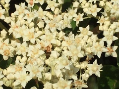 Commersonia bartramia