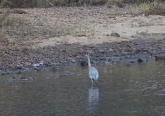 Ardea herodias