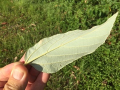 Commersonia bartramia