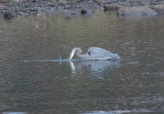 Ardea herodias