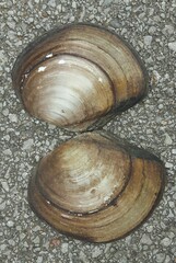 Utterbackiana suborbiculata