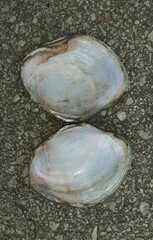 Utterbackiana suborbiculata