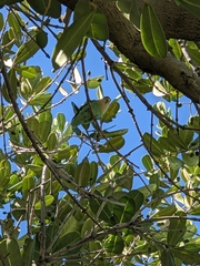 Agapornis roseicollis