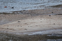 Charadrius vociferus