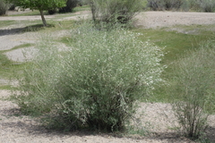 Salix ledebouriana