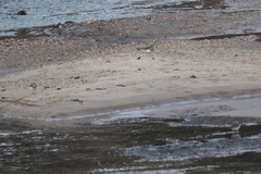 Charadrius vociferus