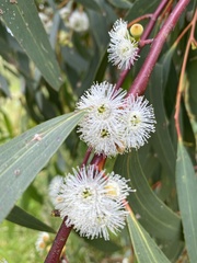 Eucalyptus radiata