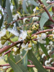 Eucalyptus radiata