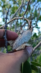 Rothschildia cinctus