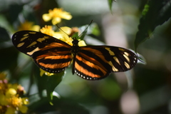 Eueides isabella eva